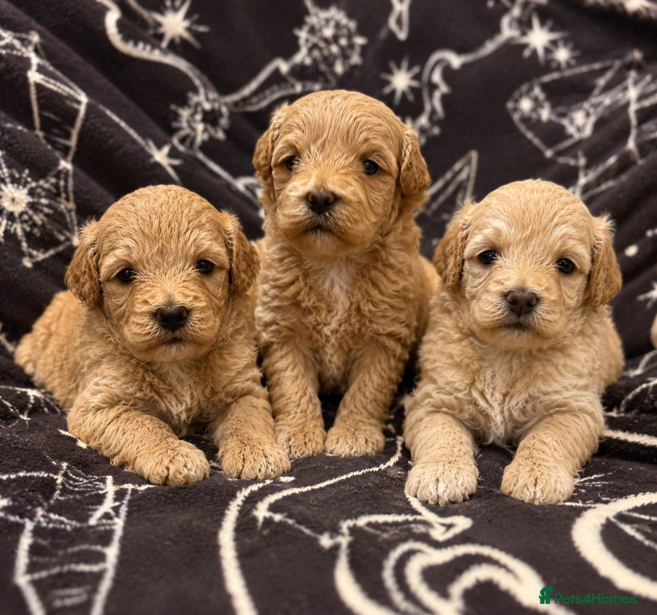 Maltipoo dogs Maltipoo puppies for sale  - Advert 1