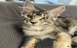 Maine Coon cats for sale: Maine Coon  - Image 7