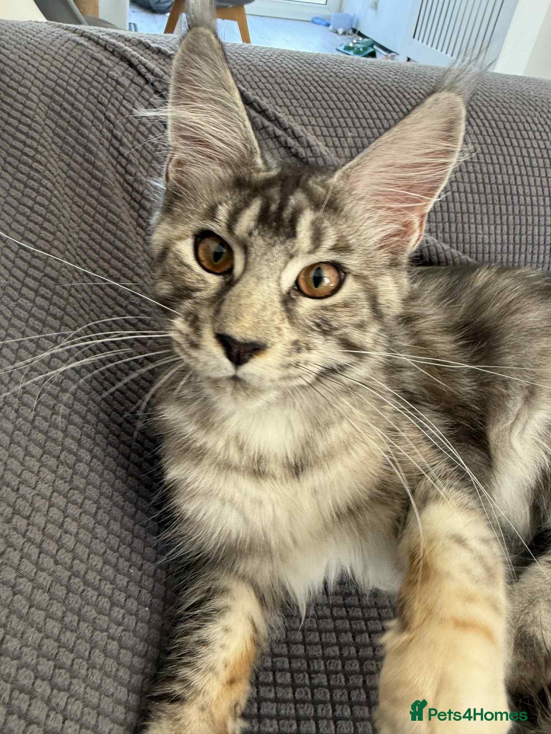 Maine Coon cats for sale: Maine Coon  - Image 7