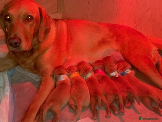 Labrador Retriever dogs - Advert 17