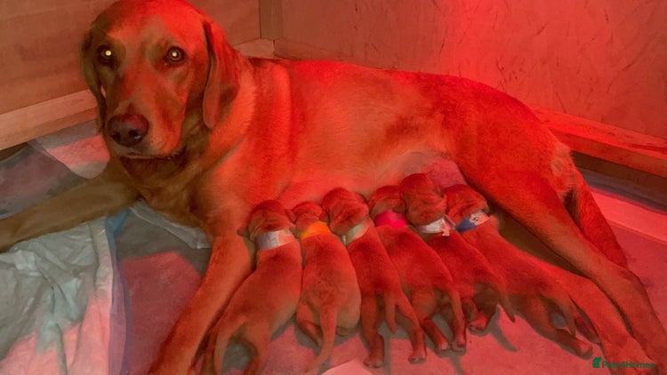 Labrador Retriever dogs - Advert 6