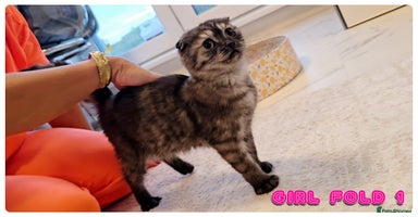 Scottish Fold cats - Advert 5