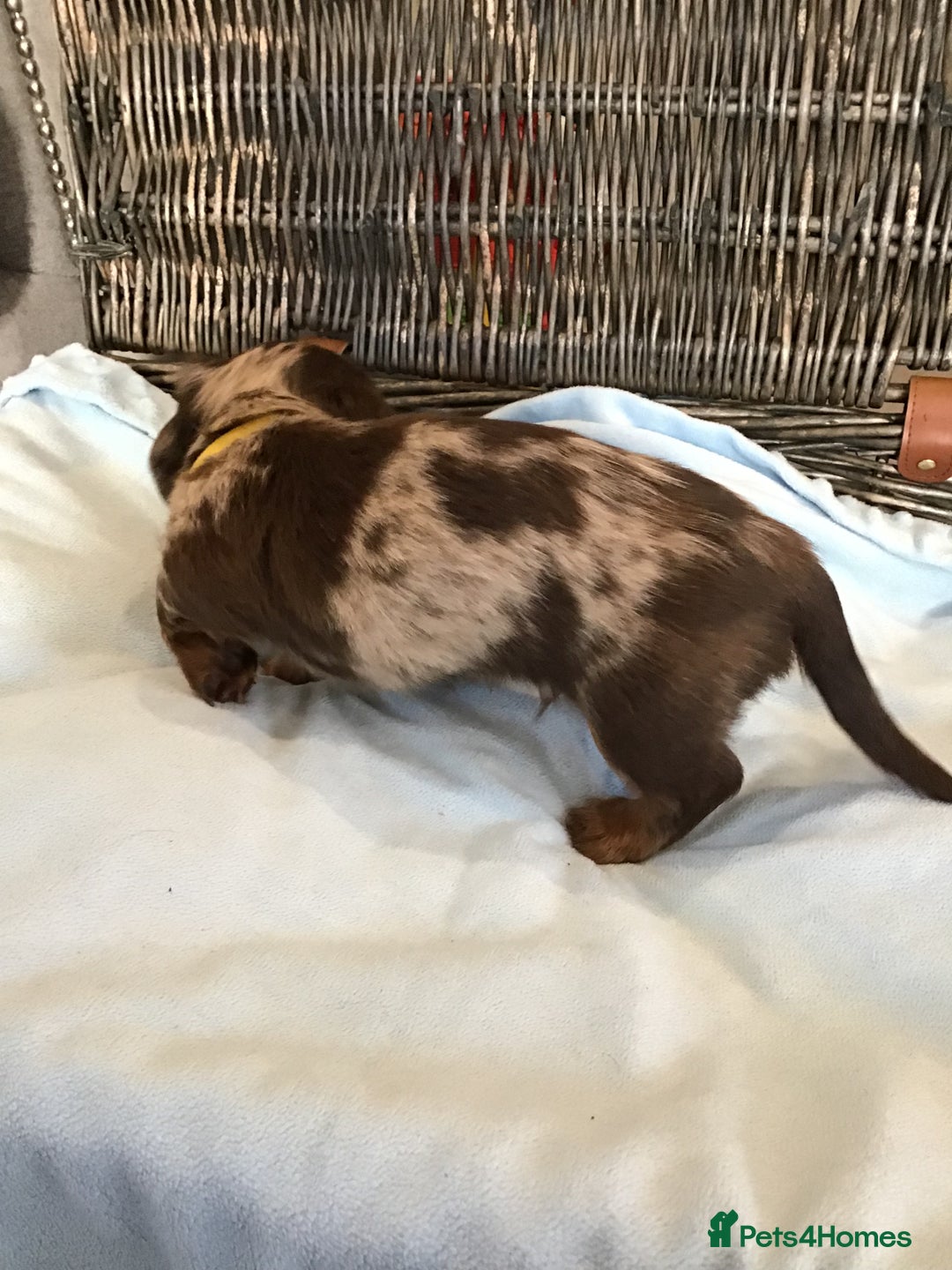 Miniature Dachshund dogs for sale: KC Miniature Dachshund 1 Choc & Isabella Dapple!!! - Advert 7
