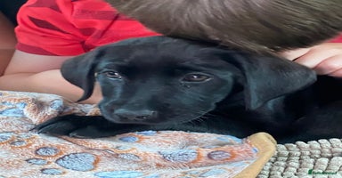 Labrador Retriever dogs in Walton-on-Thames - Advert 13