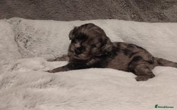 Shihpoo dogs for sale: 💕Stunning Rare F1 Merle Shoodles/Shihpoos💕 - Image 9