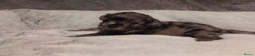 Shihpoo Puppy 2
