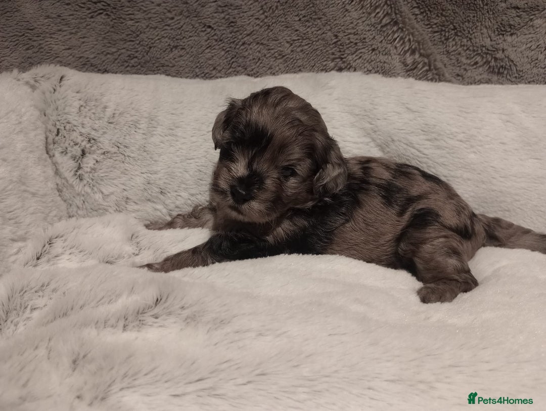 Shihpoo dogs for sale: 💕Stunning Rare F1 Merle Shoodles/Shihpoos💕 - Image 9