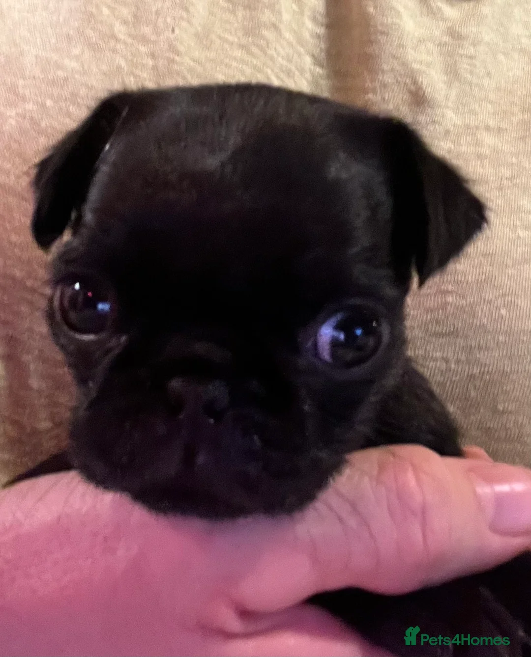 Pug dogs for sale: Perfect pocket pugs - Advert 7