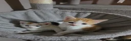 Mixed Breed cats for sale: • 4 Lovely Kittens – Looking For Loving Families - Advert 26