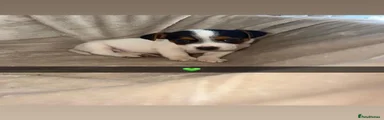 Jack Russell 1