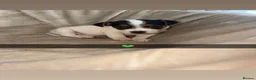 Jack Russell dogs for sale: Beautiful jack Russell pups  - Advert 6