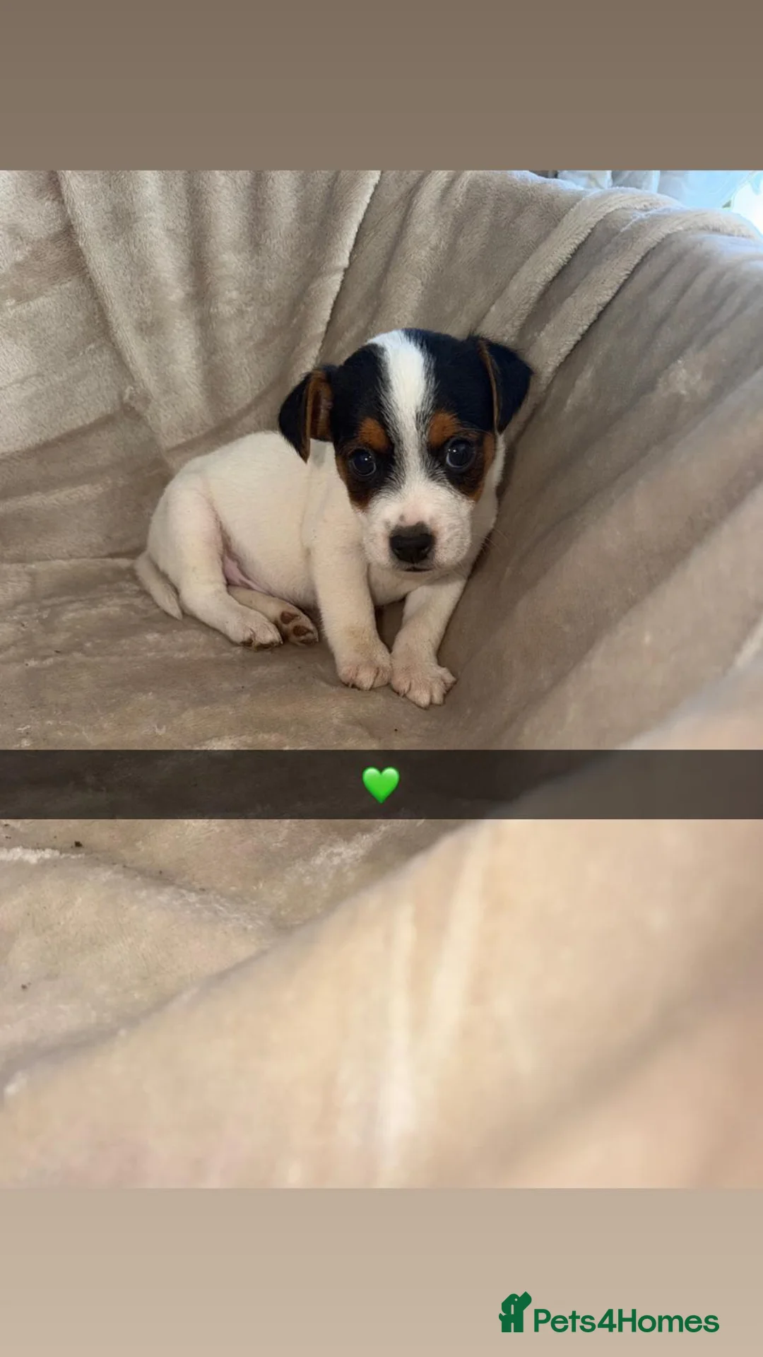 Jack Russell dogs for sale: Beautiful jack Russell pups  - Advert 6