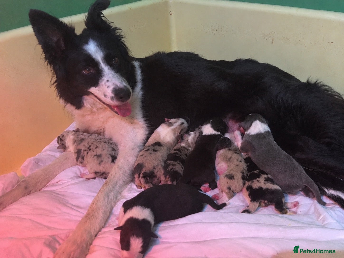Border Collie dogs for sale: 8 Week Old Border Collie - Advert 17