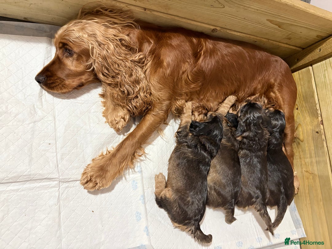 Cocker Spaniel dogs for sale: Sable Cocker Spaniels  - Image 11