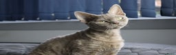 Devon Rex cats for sale: Devon Rex beautiful and healthy girl 2 years old  - Advert 14