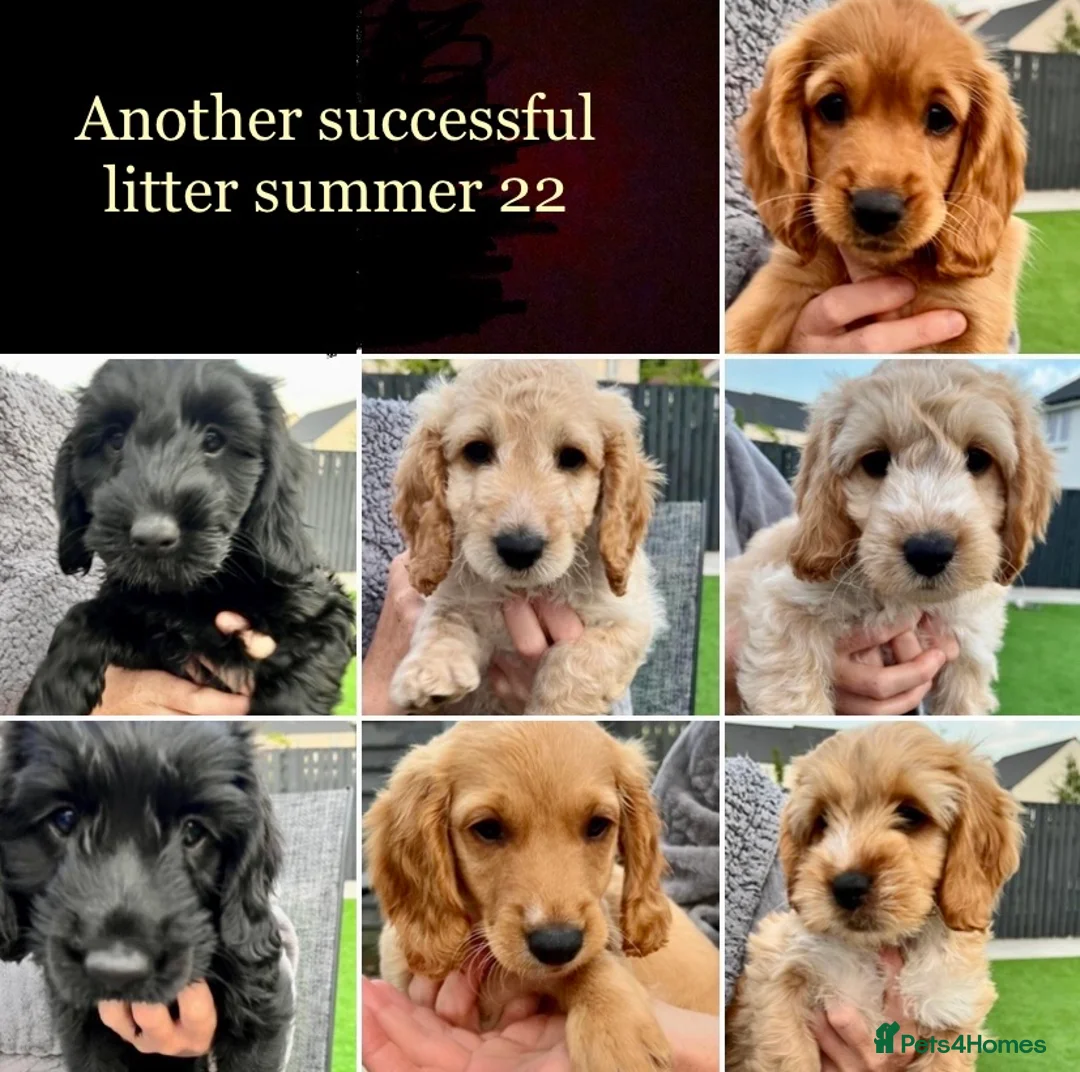 Cockapoo dogs for stud: BAXTER Makes Beautiful Babies 🐾 in Haddington - Advert 9