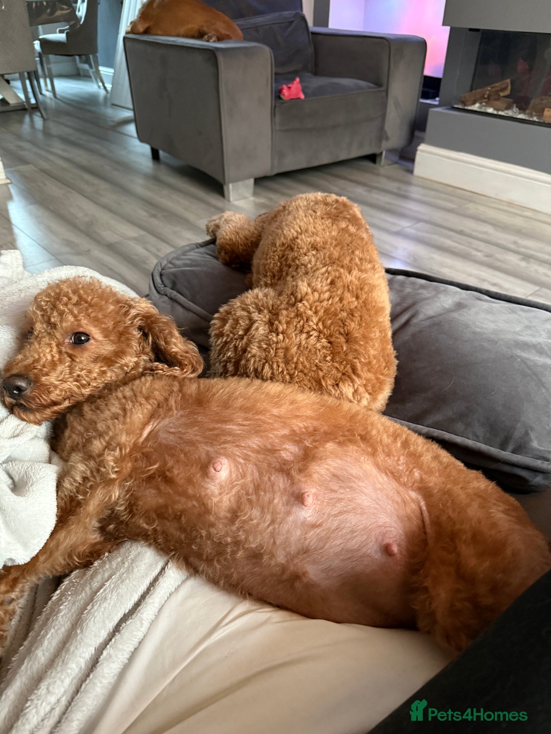Labradoodle dogs for sale: Stunning F1bb miniature labradoodle puppies - Image 7
