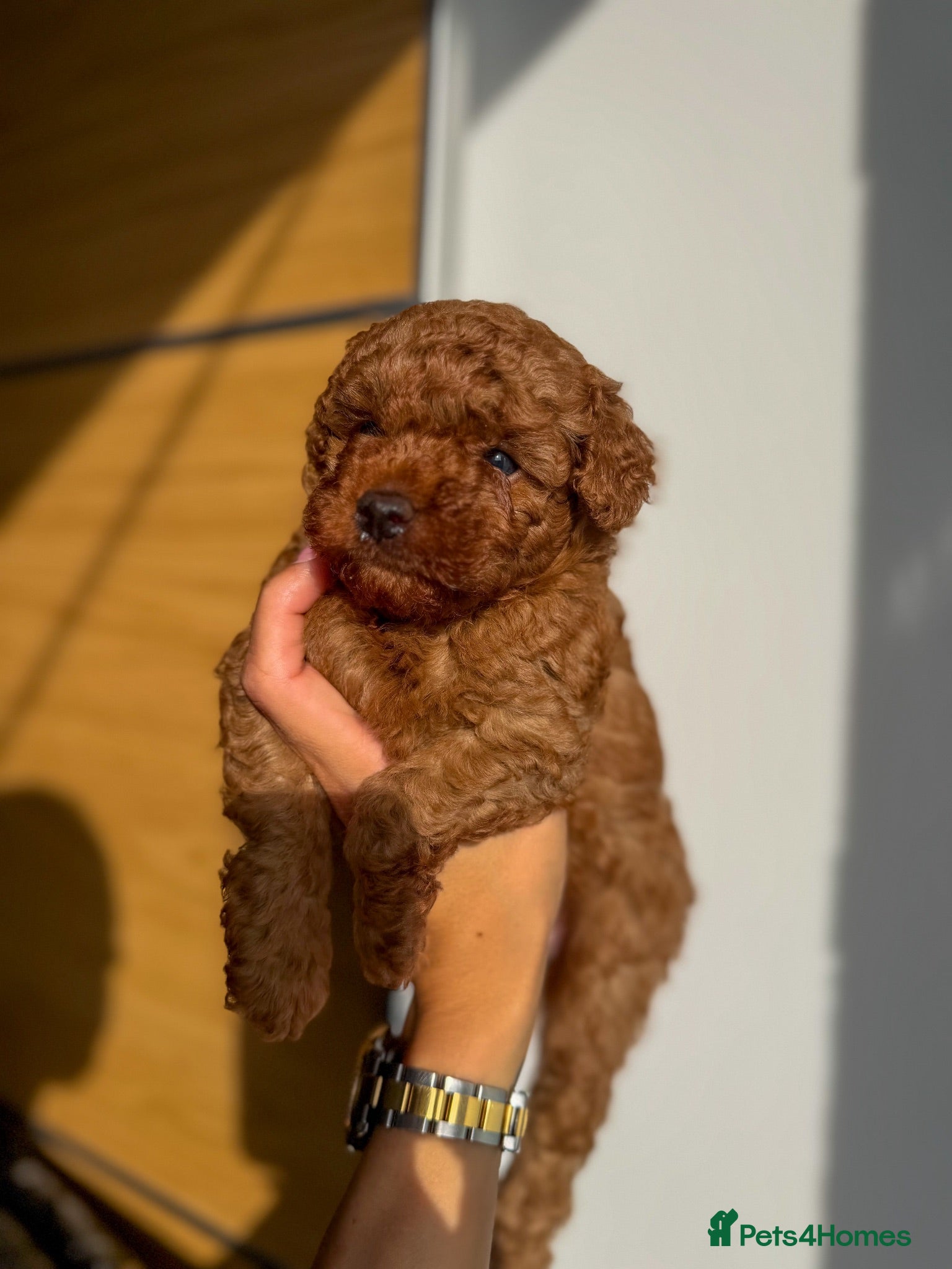 Toy Poodle dogs Red Toy Poodle Boys  - Advert 1