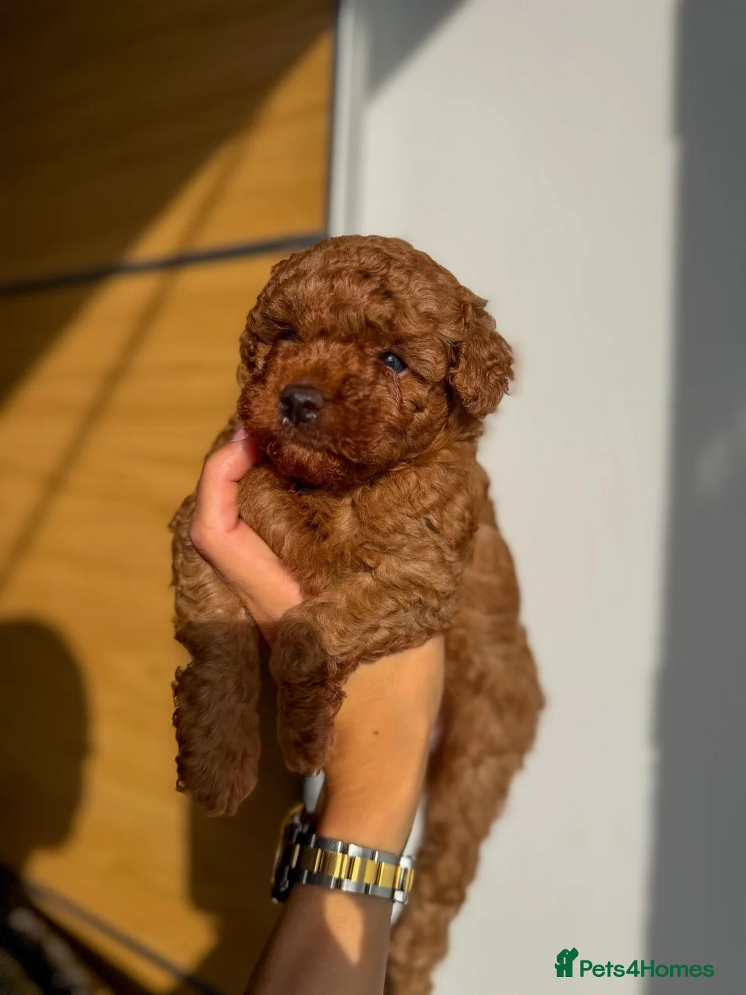 Toy Poodle dogs for sale: Red Toy Poodle Boys  - Advert 1