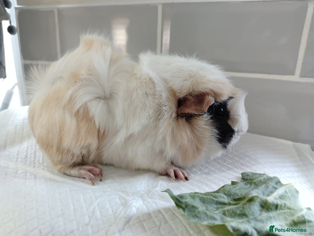 Guinea Pig rodents for sale: Herd of Guinea Pigs - Image 8