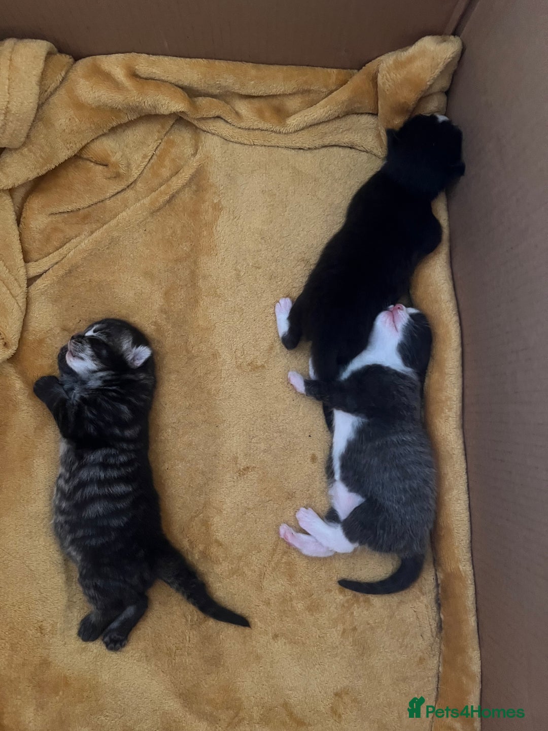 Mixed Breed cats for sale: Gorgeous kittens  - Image 2