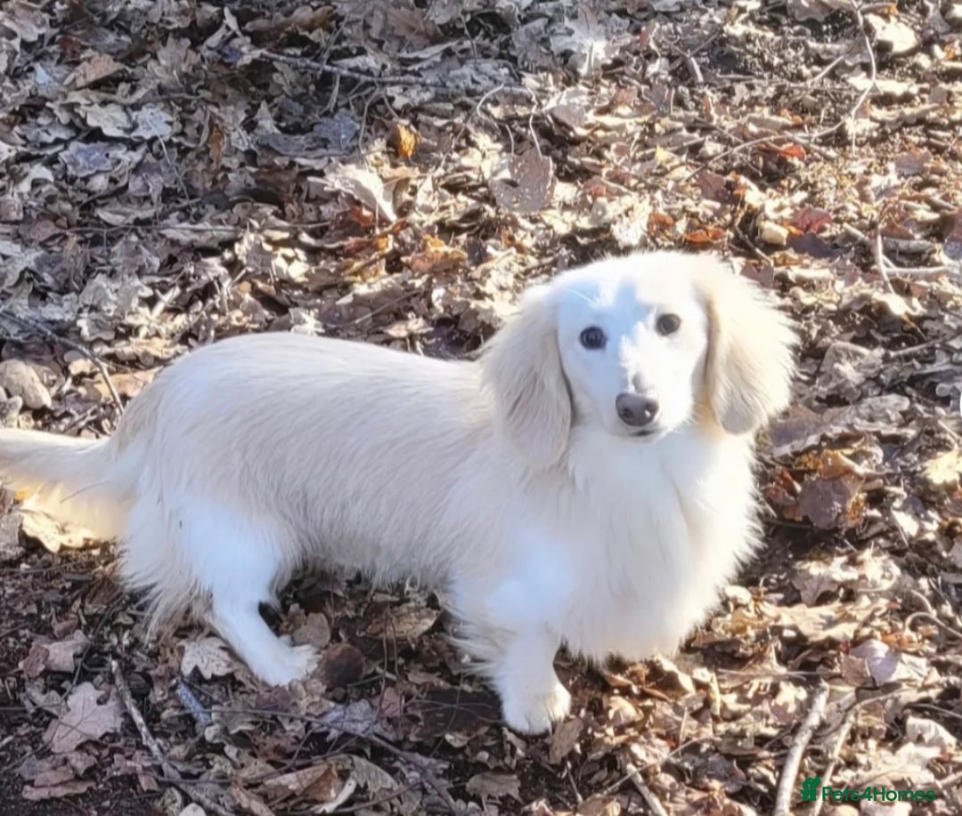 Miniature Dachshund dogs for sale: Miniature Dachshund puppies  - Image 10