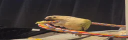 Conures birds for sale: Green cheeked conure (mint) in Jarrow - Advert 2
