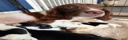Sprocker dogs for sale: Sprocker spaniel puppies  in Bellshill - Advert 13