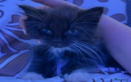 European cats for sale: 3 kittens for sale  - Image 8