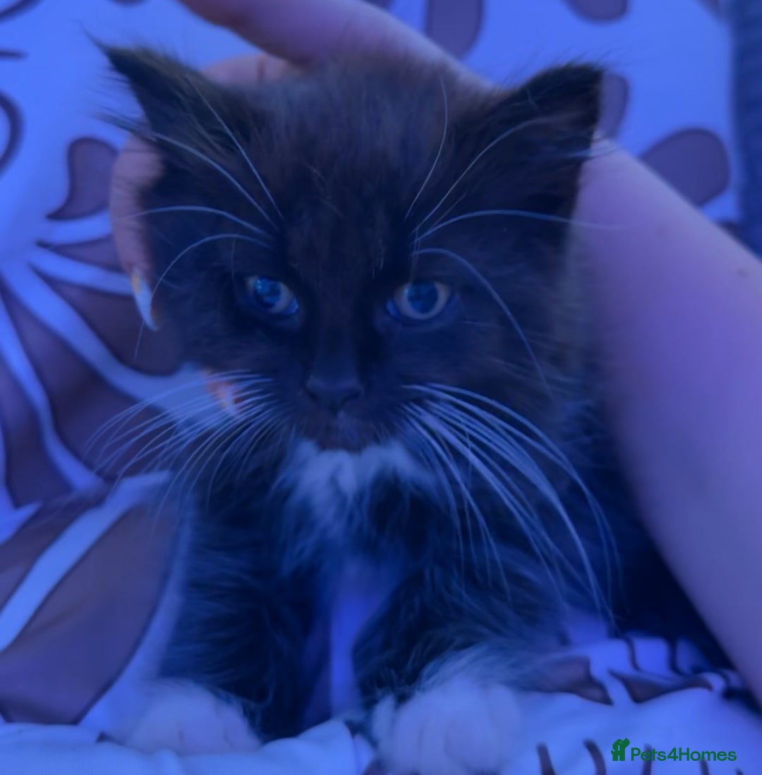European cats for sale: 3 kittens for sale  - Image 8