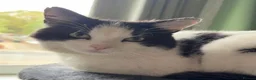 Mixed Breed cats for adoption: EDWIN - Advert 12