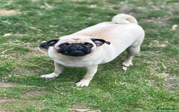 Puggle dogs for sale: Maya pug  - Image 5