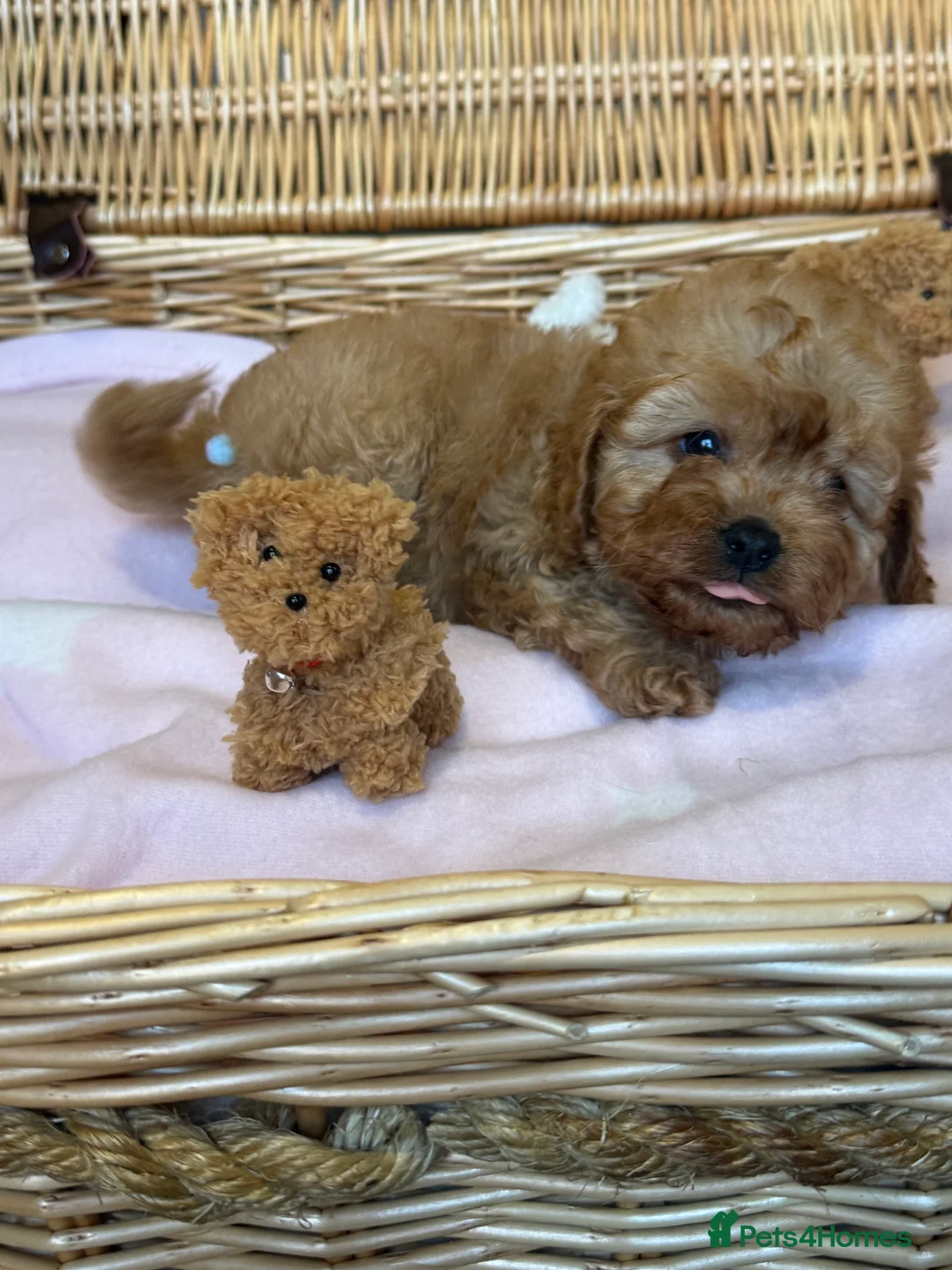 Cavapoo dogs for sale: Cavapoo little bears LICENSED - Advert 5