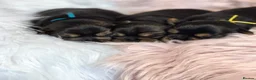 Yorkshire Terrier dogs for sale: KC REG Yorkshire Terrier Puppies - Advert 4