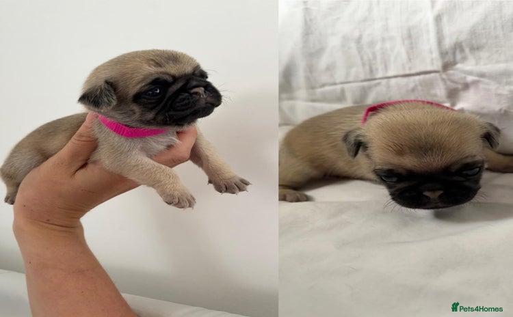 Pug dogs - Advert 1