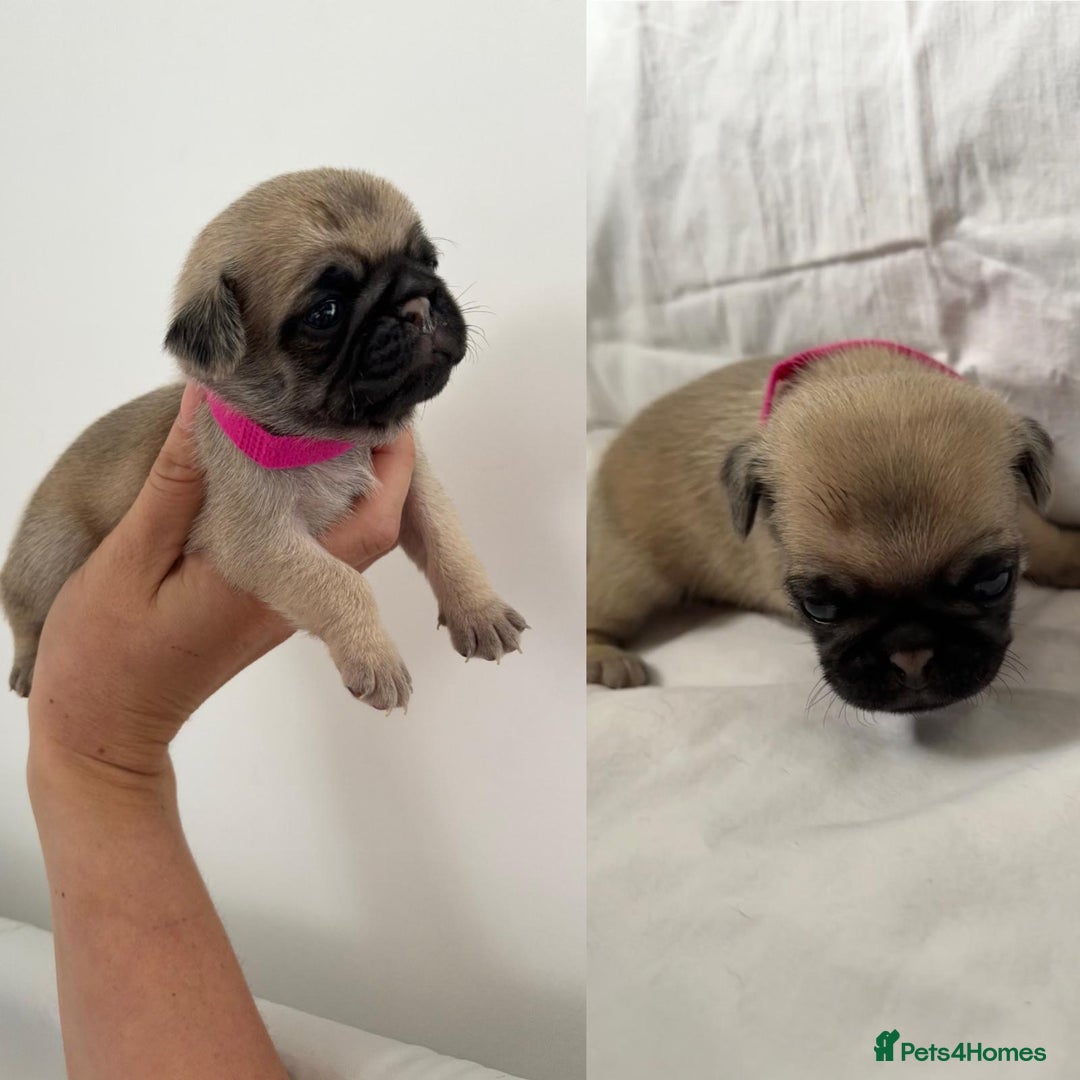 Pug dogs for sale: Gorgeous KC Reg Pug Litter Of 10 - Image 1