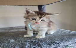 Maine Coon cats for sale: 5 stunning Mainecoon kittens  - Image 8
