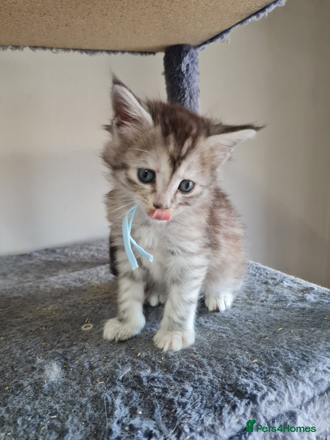 Maine Coon cats for sale: 5 stunning Mainecoon kittens  - Image 8
