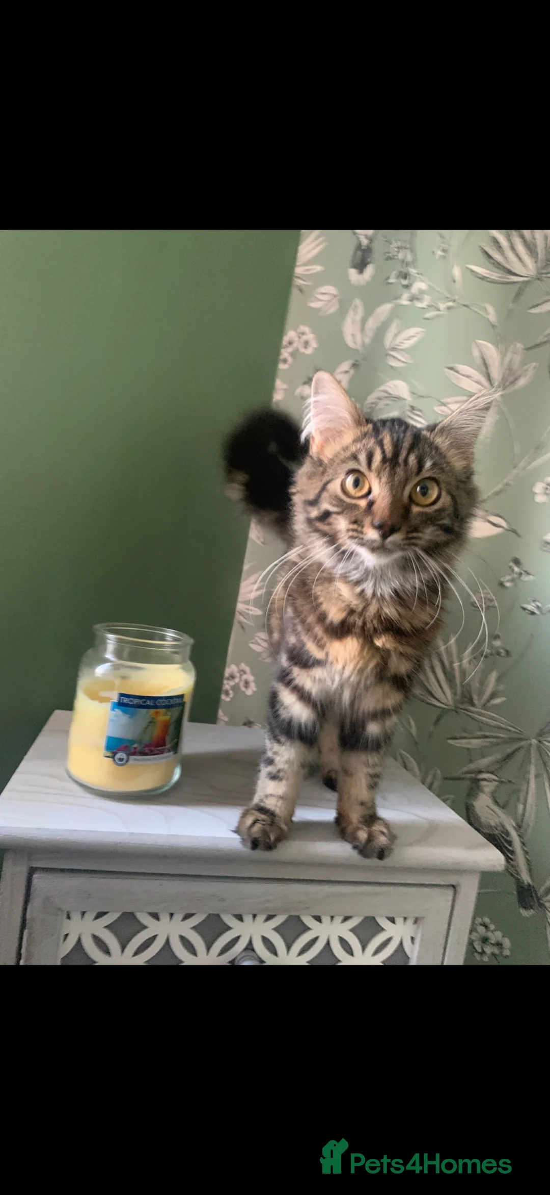 Mixed Breed cats for sale: Mix breed longhair female cat - Advert 2