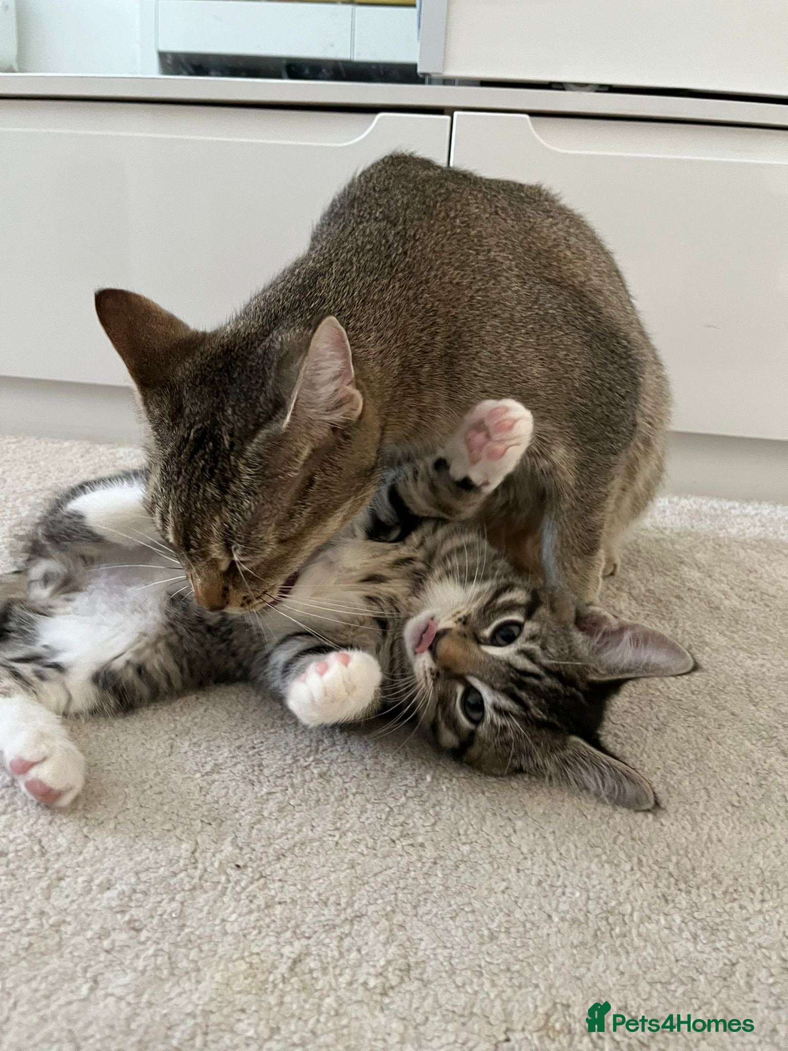 Abyssinian cats 6 Lovely Bengal Abyssinian Mix Kittens - Advert 1