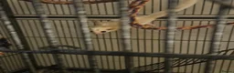 Sugar Glider rodents for sale: leucistic sugar gliders 1x male 1x female plusmore - Advert 7