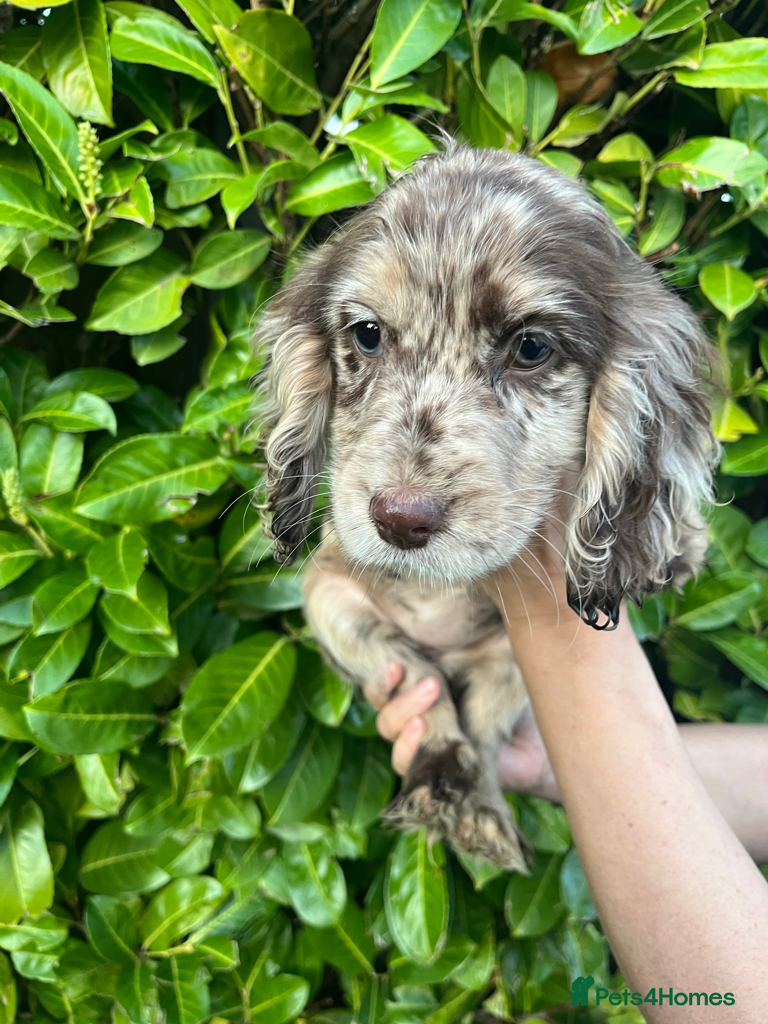 Cocker Spaniel dogs Cocker spaniel puppies  - Advert 5