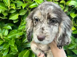 Cocker Spaniel dogs Cocker spaniel puppies - Advert 5