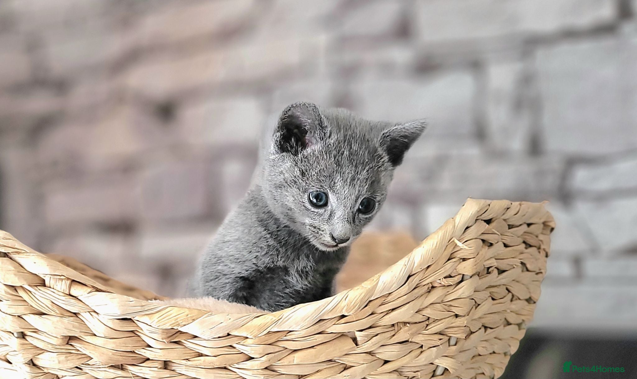 Russian Blue cats Pure Russian Blue kittens for sale 💙  - Advert 2
