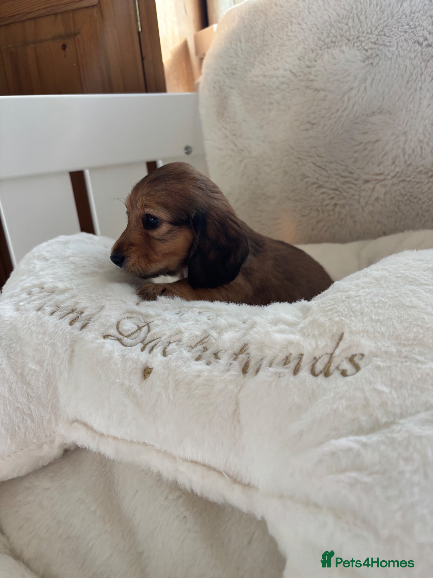 Miniature Dachshund dogs for sale: One shaded cream kc reg mini long girl left  - Advert 1