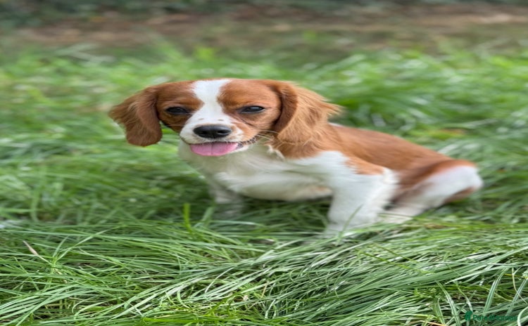 Cavalier King Charles Spaniel dogs in Stafford - Advert 13