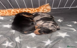 Miniature Dachshund dogs for sale: Venus is a mama to 5! - Image 10