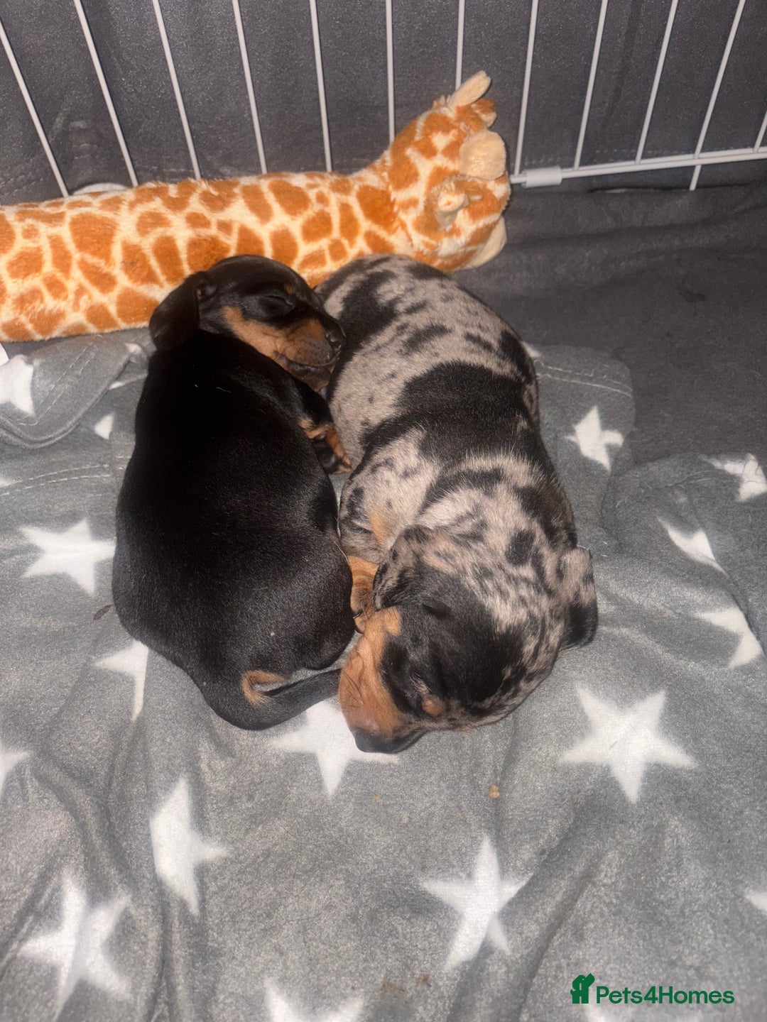 Miniature Dachshund dogs for sale: Venus is a mama to 5! - Image 10