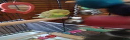 Budgerigars birds for sale: Budgies in Littlehampton - Advert 8