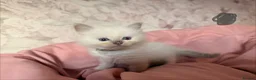 Ragdoll cats for sale: 🌟RAGDOLL KITTENS 🌟 - Advert 6